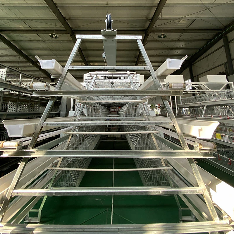 How Much Does a Chicken Cage Cost?