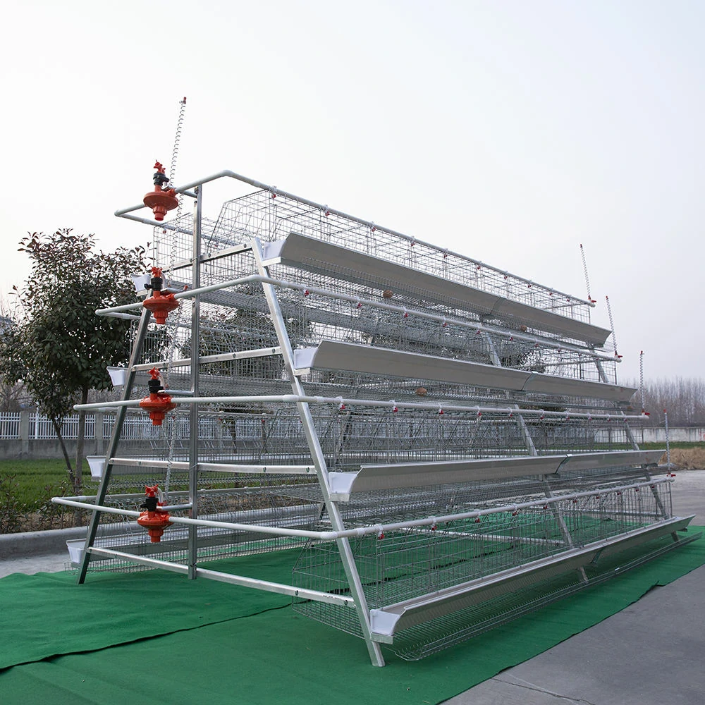 Why A-Type Layer Chicken Cages Are the Smart Choice for Poultry Farmers in Bangladesh