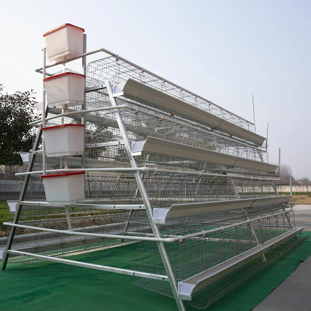 Why A-Type Layer Chicken Cages Are the Smart Choice for Sri Lankan Poultry Farms